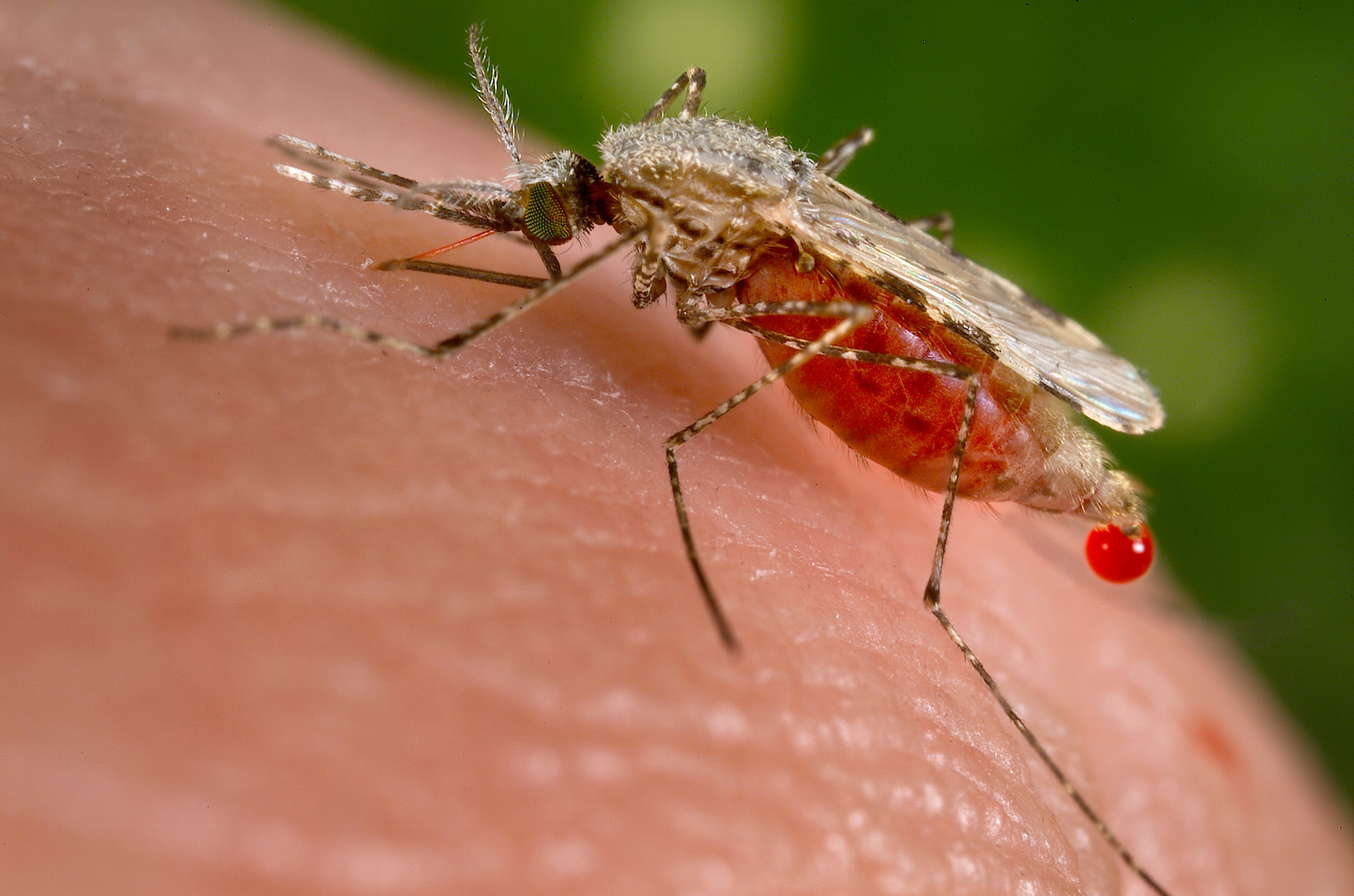¡Nueva publicación sobre vigilancia de vectores de malaria!