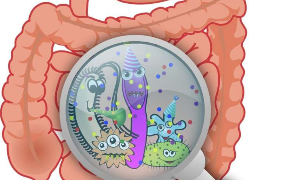 ¡Nueva publicación sobre lactoferrina en microbiota intestinal!