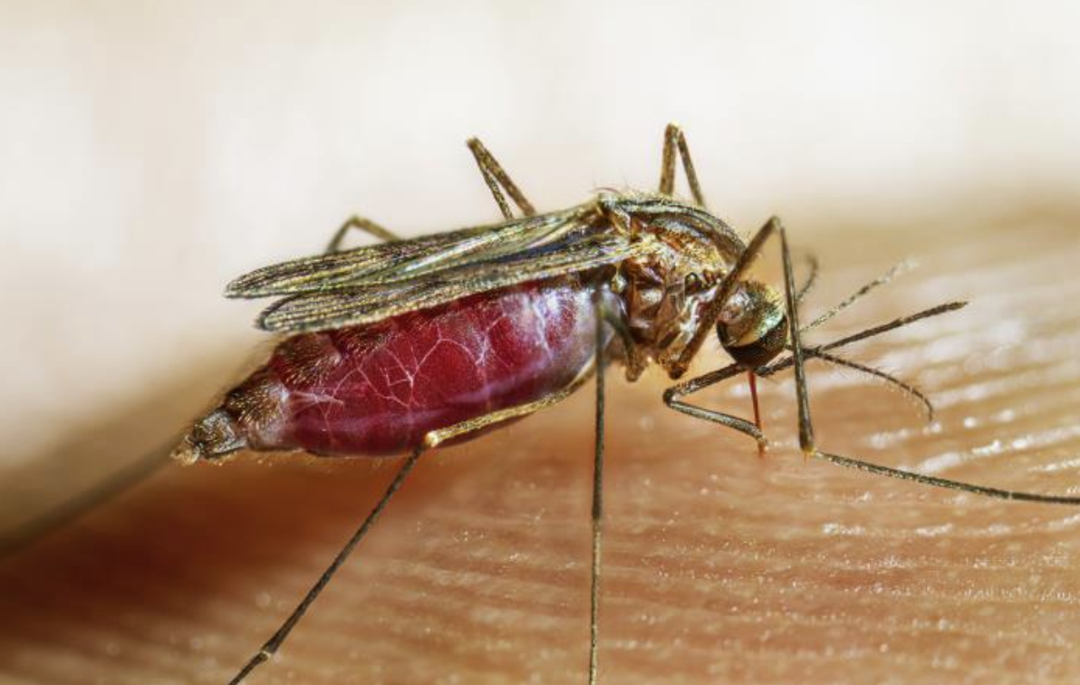 ¡Nueva publicación sobre la relación entre malaria, el clima y la migración en la Amazonía peruana!