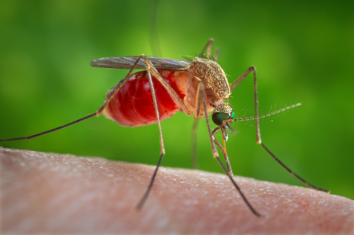¡Nueva publicación sobre el clima y los mosquitos Anopheles, vectores de malaria!