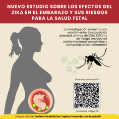 ¡Nuevo estudio sobre los efectos del Zika en el embarazo y sus riesgos para la salud fetal!