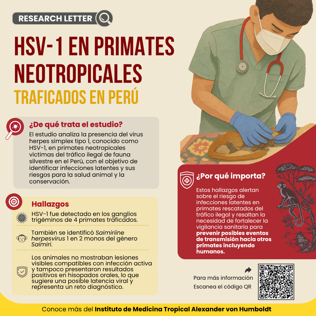 ¡Nueva publicación sobre herpes simplex tipo 1 en primates neotropicales traficados en Perú!